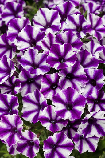 Petunia hybrid 'Supertunia Mini Vista® Violet Star