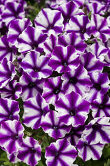 Petunia hybrid 'Supertunia Mini Vista® Violet Star'