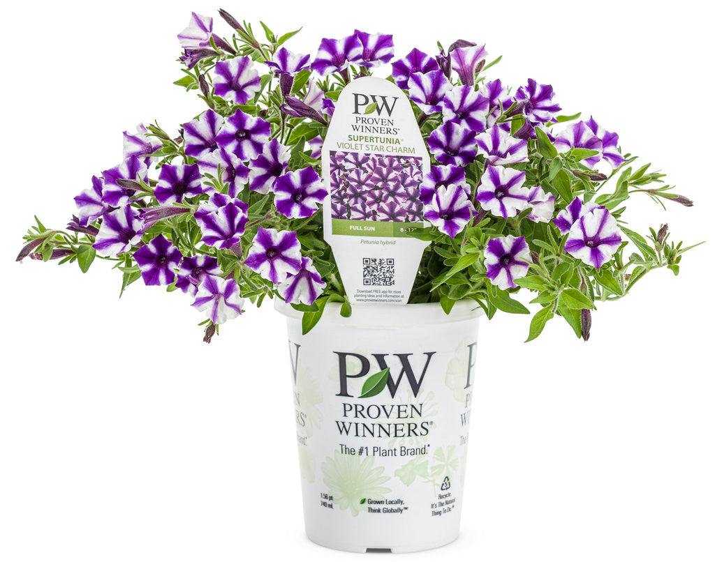 Petunia hybrid 'Supertunia Mini Vista® Violet Star' – Romence