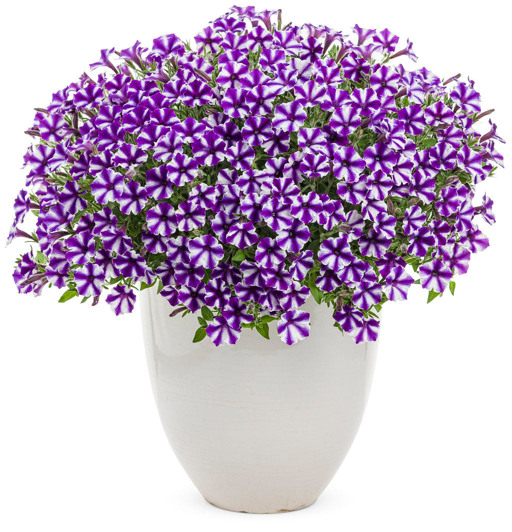 Petunia hybrid 'Supertunia Mini Vista® Violet Star' in decorative pot