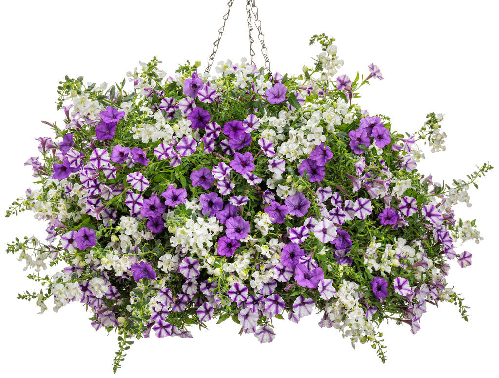 Petunia hybrid 'Supertunia Mini Vista® Violet Star' combination