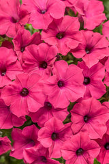 Petunia hybrid 'Supertunia Vista® Fuchsia'