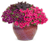 Petunia hybrid 'Supertunia Vista® Fuchsia' combination