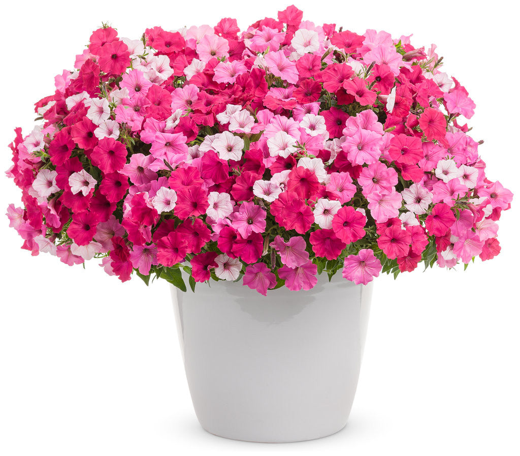 Petunia hybrid 'Supertunia Vista® Fuchsia' combination