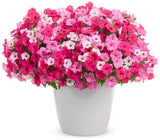 Petunia hybrid 'Supertunia Vista® Fuchsia' combination