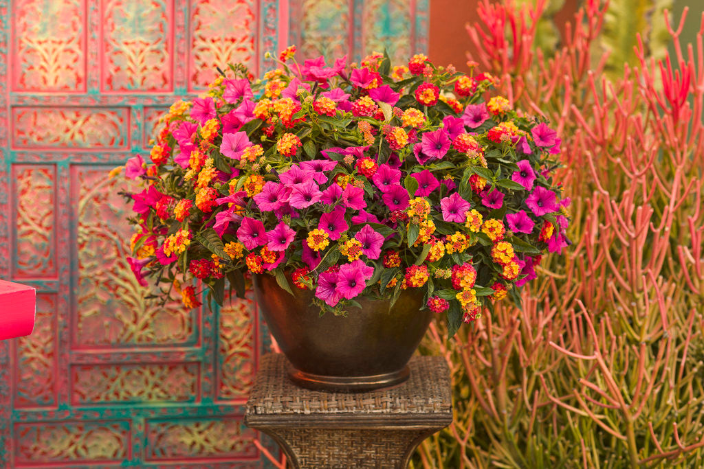 Petunia hybrid 'Supertunia Vista® Fuchsia' combination