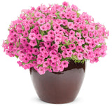 Petunia hybrid 'Supertunia Mini Vista® Hot Pink' in decorative pot