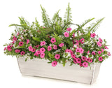 Petunia hybrid 'Supertunia Mini Vista® Hot Pink' combination