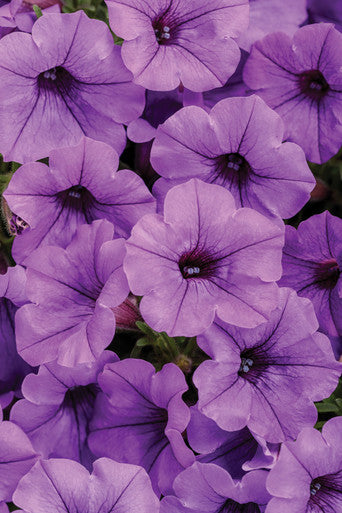 Petunia hybrid 'Supertunia Mini Vista® Indigo'