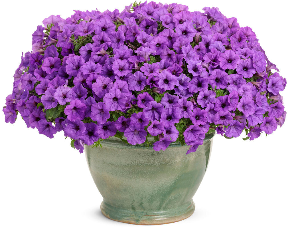 Petunia hybrid 'Supertunia Mini Vista® Indigo' in decorative pot