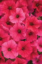 Petunia hybrid 'Supertunia Vista® Paradise'