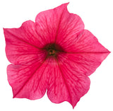 Petunia hybrid 'Supertunia Vista® Paradise' flower