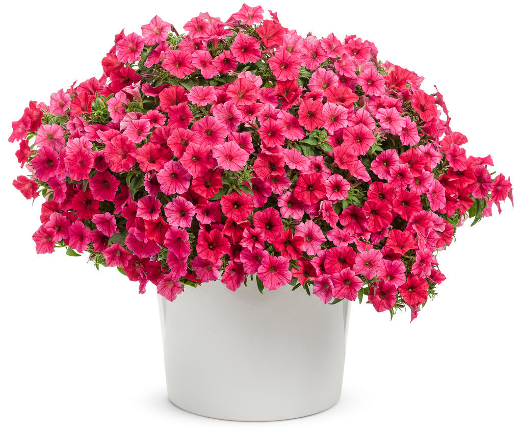 Petunia hybrid 'Supertunia Vista® Paradise' in decorative pot