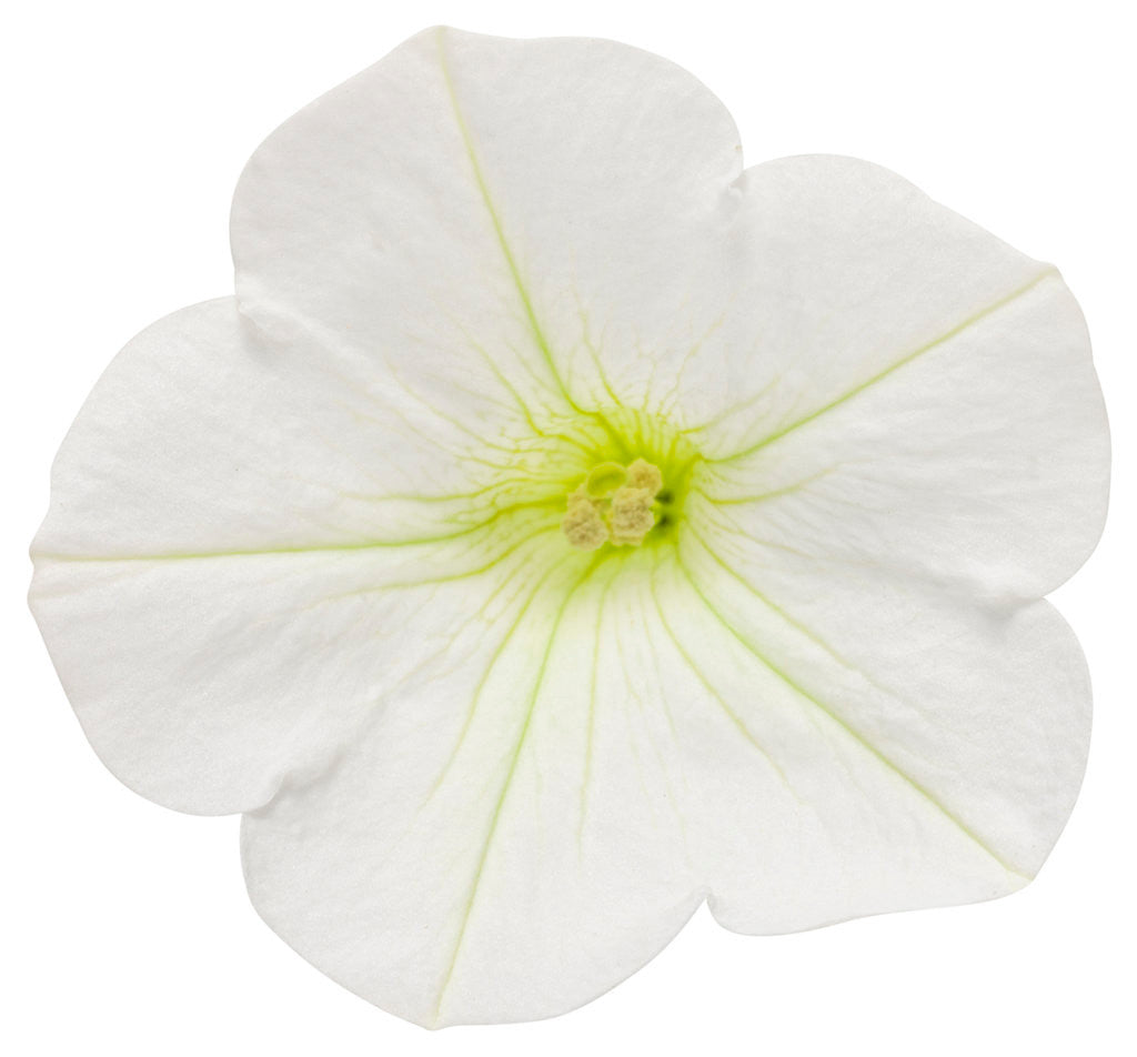 Petunia hybrid 'Supertunia Mini Vista® White' flower