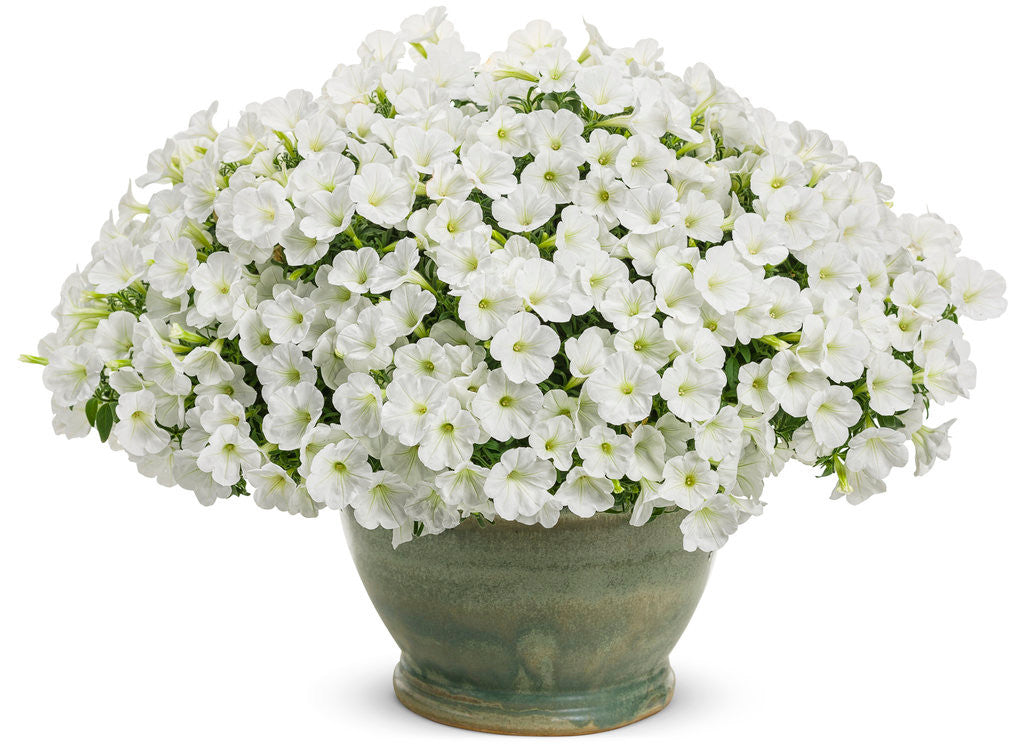 Petunia hybrid 'Supertunia Mini Vista® White' in decorative pot