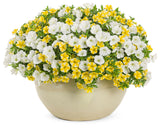 Petunia hybrid 'Supertunia Mini Vista® White' combination