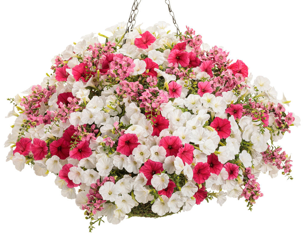 Petunia hybrid 'Supertunia Mini Vista® White' combination