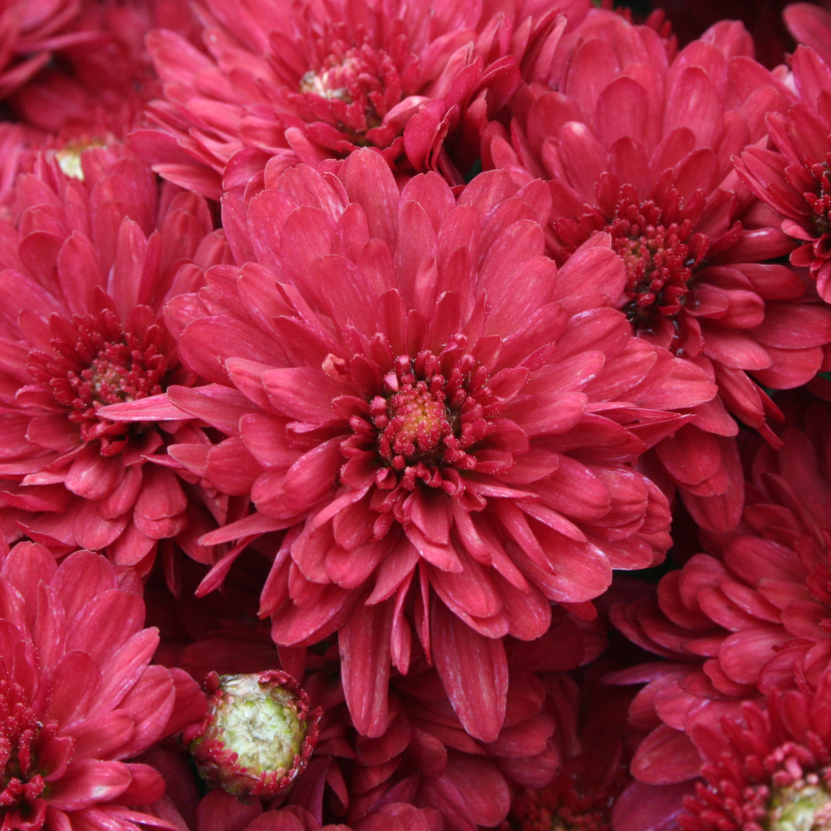 Chrysanthemum 'Wanda Red'