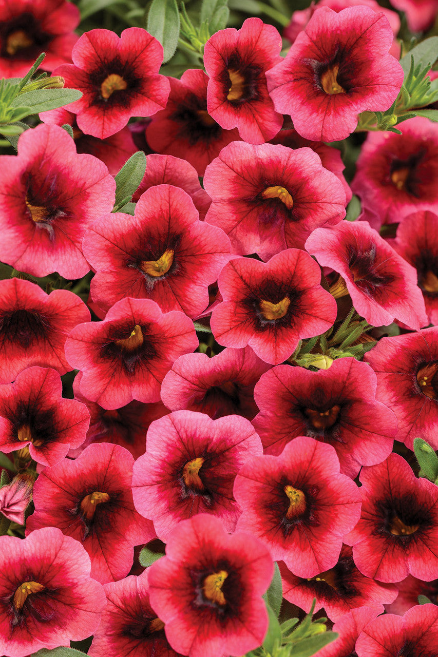 Calibrachoa hybrid 'Superbells® Watermelon Punch™' close up