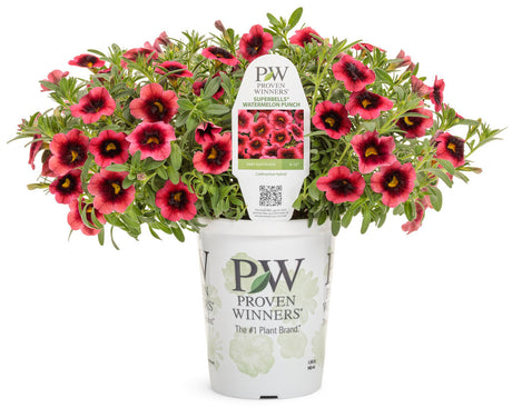 Calibrachoa hybrid 'Superbells® Watermelon Punch™' in grower pot