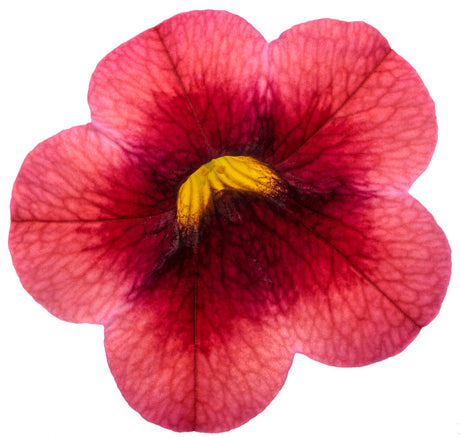 Calibrachoa hybrid 'Superbells® Watermelon Punch™' flower