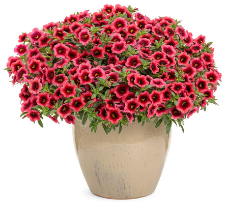 Calibrachoa hybrid 'Superbells® Watermelon Punch™' in decorative pot