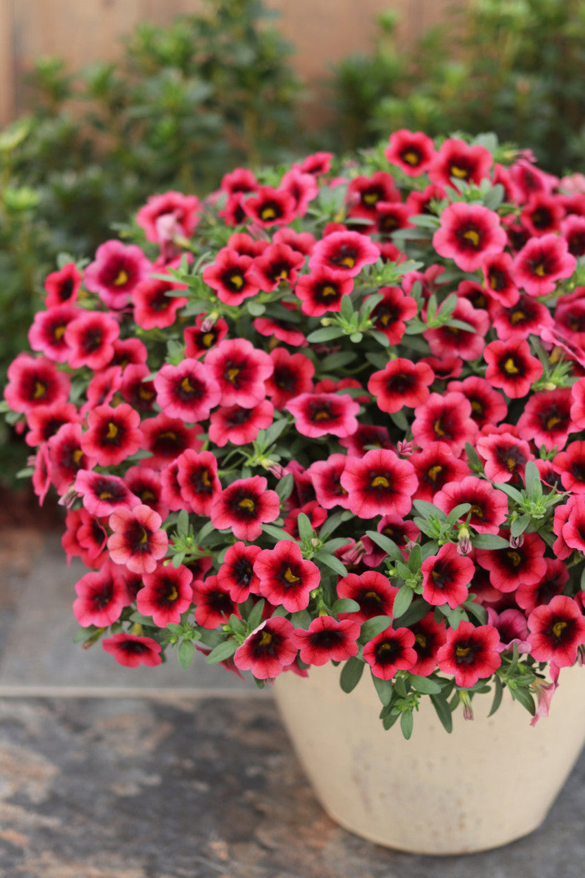 Calibrachoa hybrid 'Superbells® Watermelon Punch™'