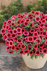 Calibrachoa hybrid 'Superbells® Watermelon Punch™'