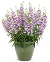 Angelonia angustifolia hybrid 'Angelface® Wedgwood Blue' in decorative pot