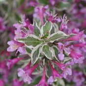 Weigela florida 'My Monet Purple Effect®'