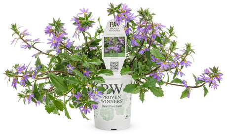 Scaevola hybrid 'Whirlwind® Blue' in grower pot