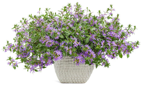 Scaevola hybrid 'Whirlwind® Blue' in decorative pot