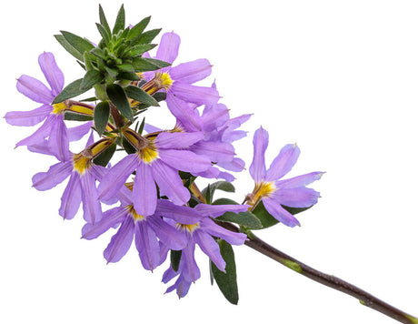 Scaevola hybrid 'Whirlwind® Blue' flower