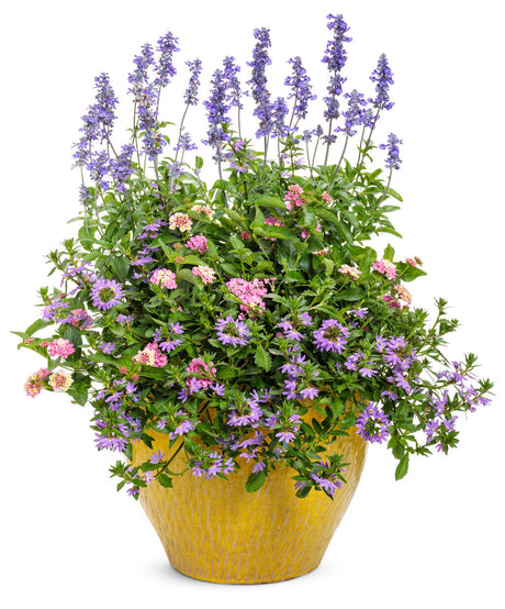 Scaevola hybrid 'Whirlwind® Blue' combination