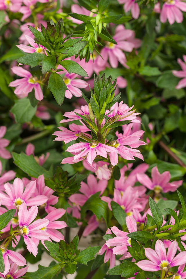 Scaevola aemula 'Whirlwind® Pink'