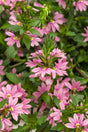 Scaevola aemula 'Whirlwind® Pink'