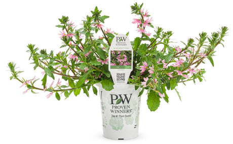 Scaevola aemula 'Whirlwind® Pink' in grower pot