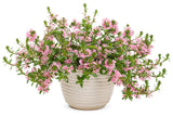 Scaevola aemula 'Whirlwind® Pink' in decorative pot