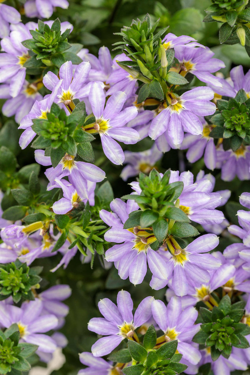 Scaevola aemula 'Whirlwind® Starlight™'