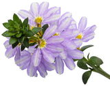 Scaevola aemula 'Whirlwind® Starlight™' bloom