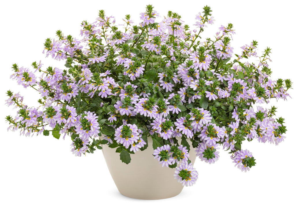 Scaevola aemula 'Whirlwind® Starlight™' in decorative pot