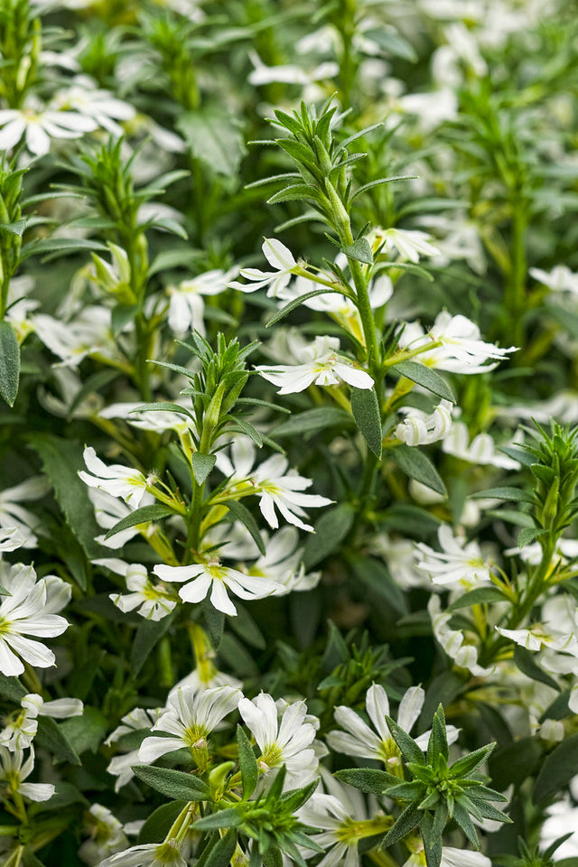 Scaevola aemula 'Whirlwind® White'