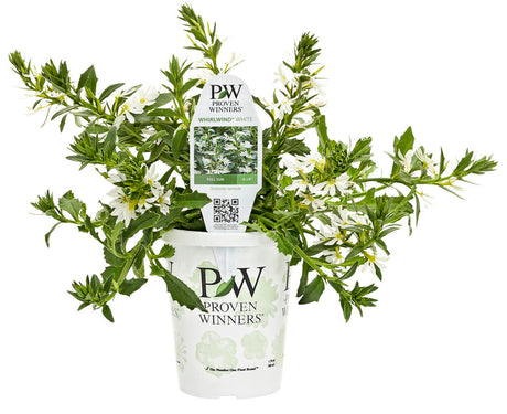 Scaevola aemula 'Whirlwind® White' in grower pot