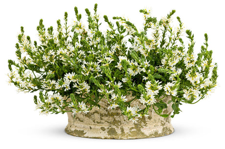 Scaevola aemula 'Whirlwind® White' in decorative pot