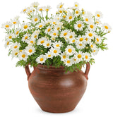 Argyranthemum frutescens 'Pure White Butterfly®' in decorative pot