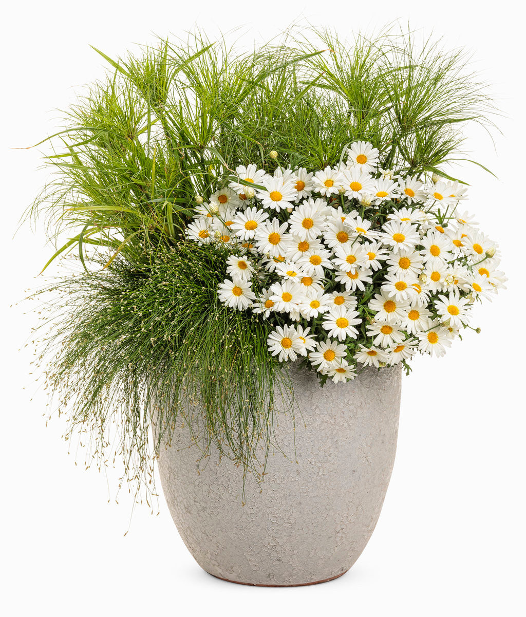 Argyranthemum frutescens 'Pure White Butterfly®' combination