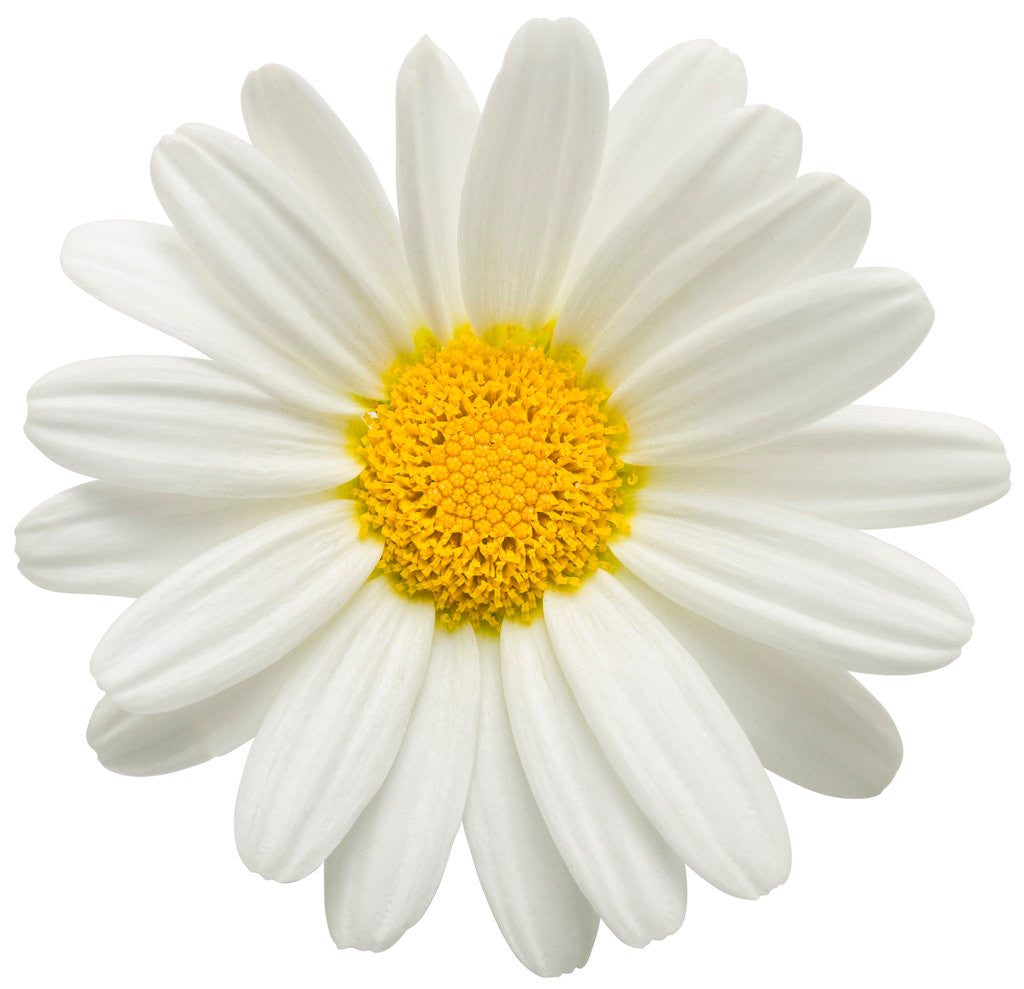 Argyranthemum frutescens 'Pure White Butterfly®' flower