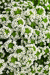 Lobularia hybrid 'White Knight®'