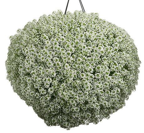 Lobularia hybrid 'White Knight®' in hanging pot