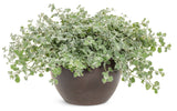 Helichrysum petiolare Proven Accents® 'White Licorice' in decorative pot